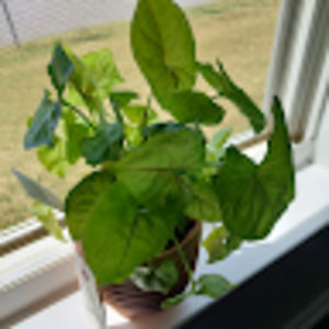 Meet your Posher, Sheremy